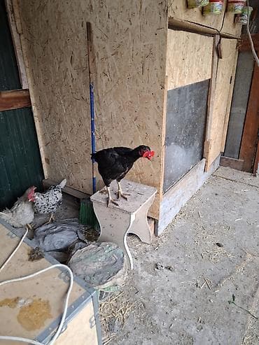 белый петух: Продаю | Петух | Бойцовая | Для разведения — 10