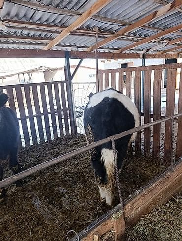 Proton: Сатам | Бука (эркек) | Бордоп семиртүү үчүн — 3