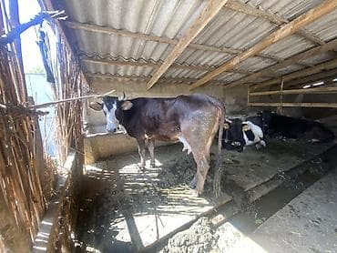 я ищу корова: Продаю | Корова (самка) | Полукровка | Для молока | Привязанные — 1