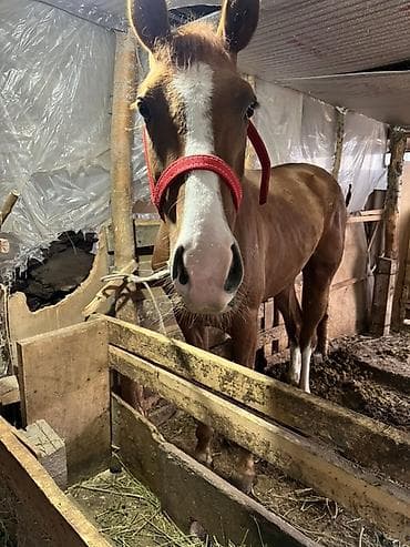 собаки бишкек купить: Продаю | Жеребец | Дончак | Для разведения — 4