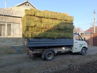 где купить кошку в бишкеке: Продаю Чистый Клевер Элита 2-3--кос Сухой Сеновал. Плотный Зелёный — 5