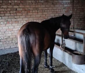 купить собаку объявления: Продаю | Кобыла (самка) | Английская — 1