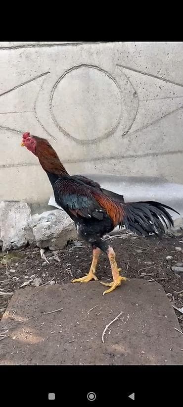 Продаю | Петух | Бойцовая | Для разведения