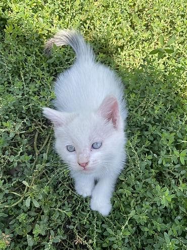 scottish fold: Котята, домашние. 1.5, 2 месяца Окрас и особенности: Сиамский — 2
