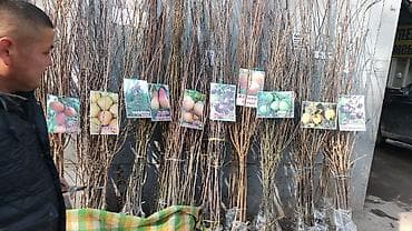 контейнер для вещей: Оптом толка — 6