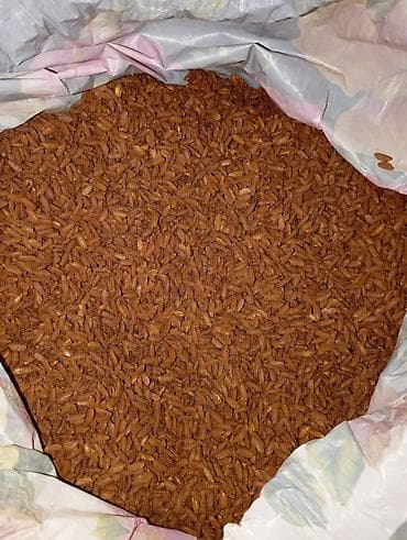 саат ош: Красный нешлифованный рис (цельнозерновой)Өзгөн гуруч сатылат келишим — 1