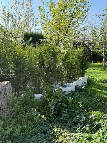 4 pot: Туя колоновидная - Высота растений на фото: примерно 100 см -120-130 — 5