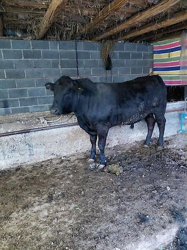 Продаю | Бык (самец) | Абердин-ангус | Для разведения, На откорм