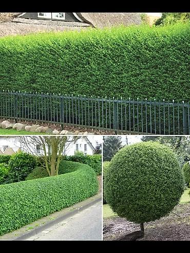 стрижка живой изгороди цена: Профессиональная обрезка и формовка живых изгородей и — 2