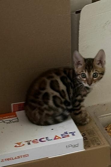 продаю сфинкса: Бенгальская, 3 месяца, Мальчик, Приучена к лотку — 3