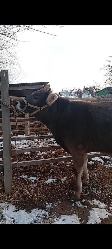 Продаю | Бык (самец) | На откорм | Привязанные at lalafo.kg Продаю | Бык (самец) | На откорм | Привязанные