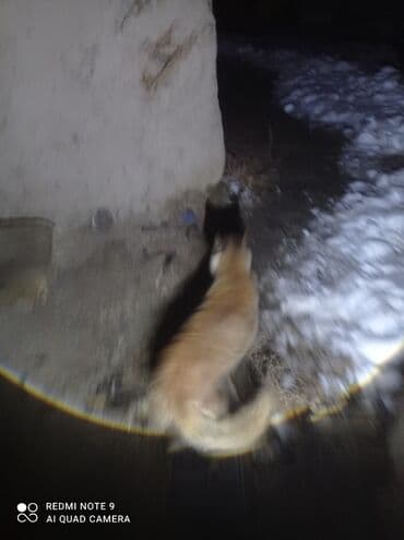 Грызуны: Продаю | Жеребенок | Конный спорт — 7