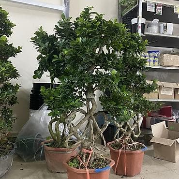 бонсаи: Фикус микрокарпа (Ginseng) в декоративных горшках - Формовка стволов — 1