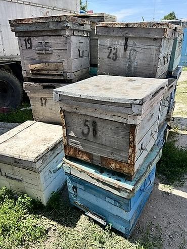 пчелиный ящик: Деревянный Ящик, Б/у — 1