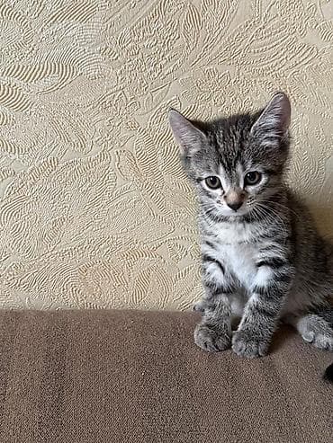 - Милые полосатые котята с выразительными глазами и аккуратными lalafo.kg да - Милые полосатые котята с выразительными глазами и аккуратными
