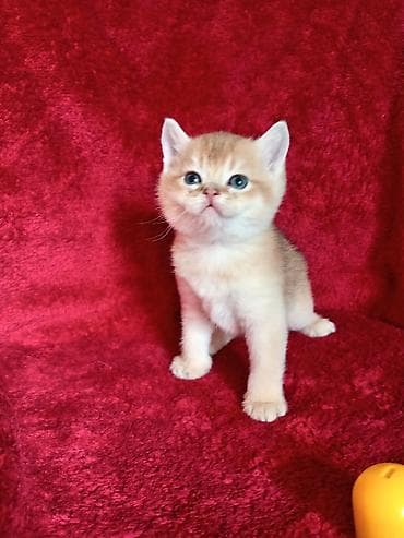 британская лиловая кошка: 💛 Золотое счастье ищет свой дом 💛 Открыто бронирование на шикарного — 2