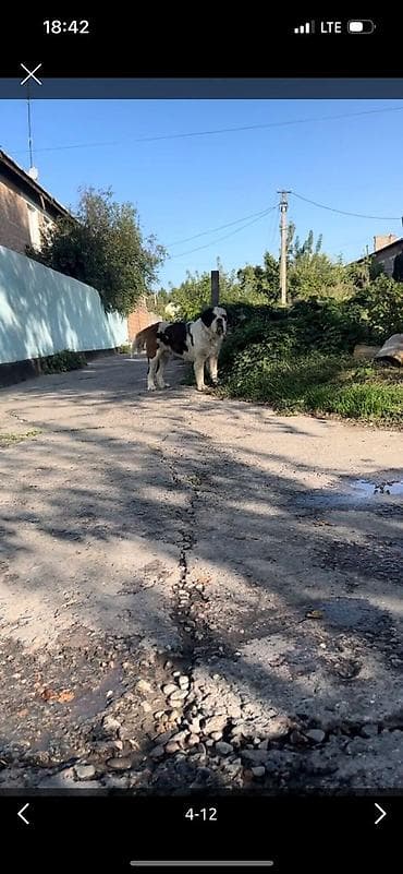 бравекто для собак: ПРОДАМ ИЛИ ОБМЕНЯЮ — 4