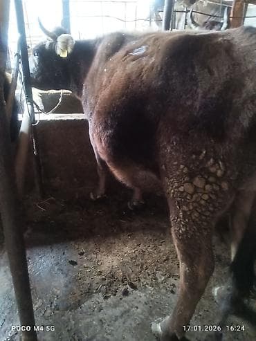 бельгийска овчарка: Продаю | Корова (самка) | Для разведения | Привязанные — 1