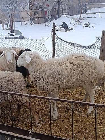 бараны куплю: Продаю | Овца (самка) | Гиссарская, Полукровка, Меринос | На забой, Для разведения, Для шерсти | Котные, Кастрированные, Матка — 1