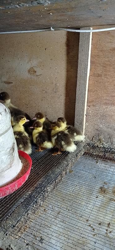 Аквариумдар: Предлагаются к продаже утята с коричневато-черным оперением и желтым — 1