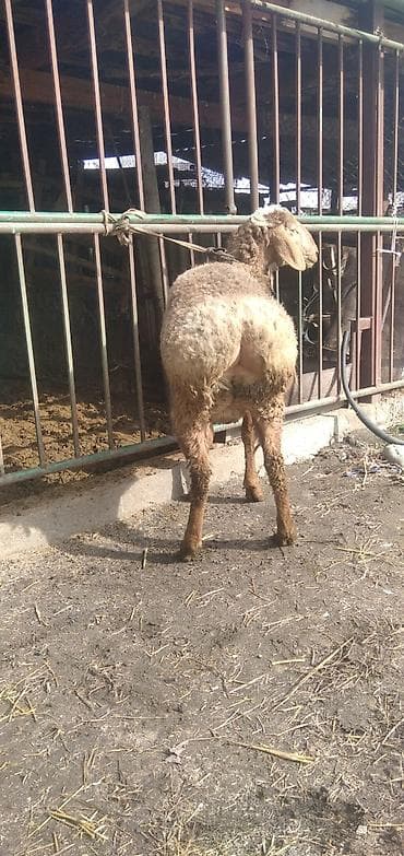 птица голуби: Продаю | Овца (самка) | Для разведения | Матка — 3