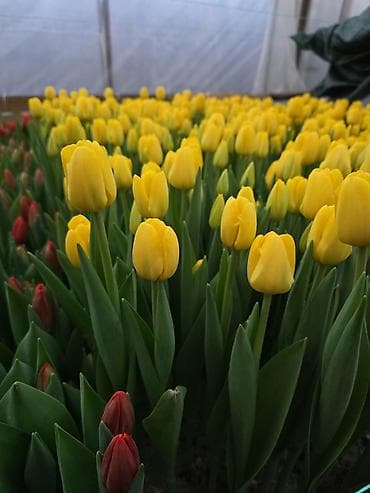 семена тюльпанов оптом: Тюльпаны оптом от производителя. Местная теплица, без посредников — 5