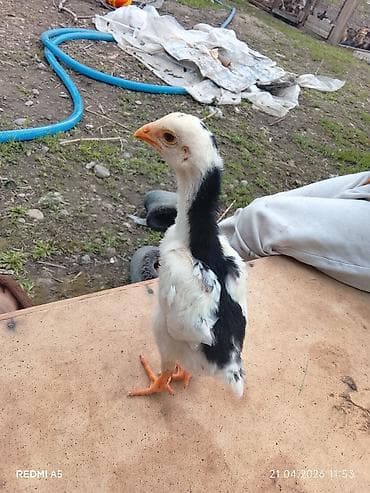 дакан цыпленок: Продаю | Цыплята | Бойцовая | Для разведения — 4