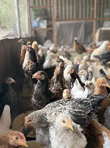 голуби когучкон: Продаю | Цыплята | Несушки — 2