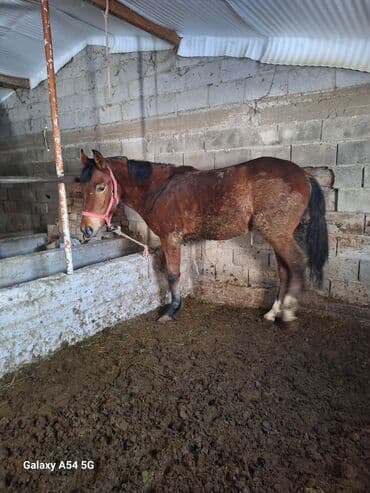 кролик декоративный: Продаю | Жеребец | Рабочий | Племенные — 2