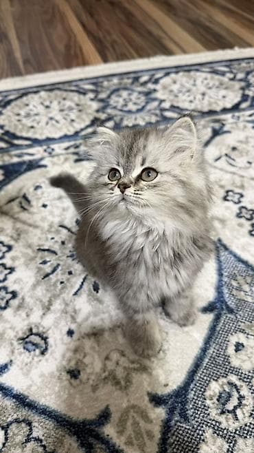 хаски собаки: Скотиш Страйт (Шотландская прямоухая), 2 месяца, Девочка, Серебристая шиншилла, Приучена к лотку — 2