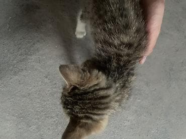 cane corso: Котята-домоседы, короткошёрстные. - Окрас: один тигровый — 1