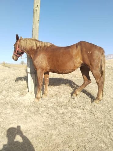 сколько стоит шиншилла маленькая: Продаю | Кобыла (самка) | Дончак | Рабочий — 1