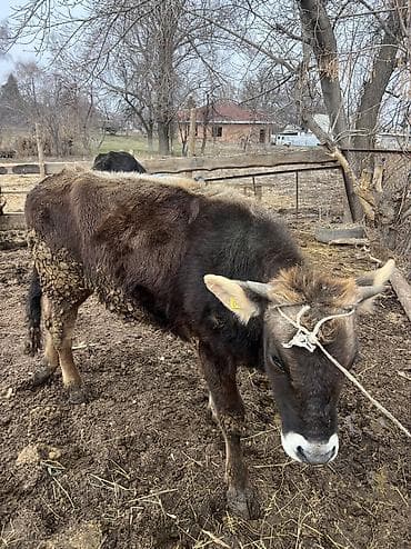 турецкий кангал цена: Телка кунаажын 8месяцев — 6