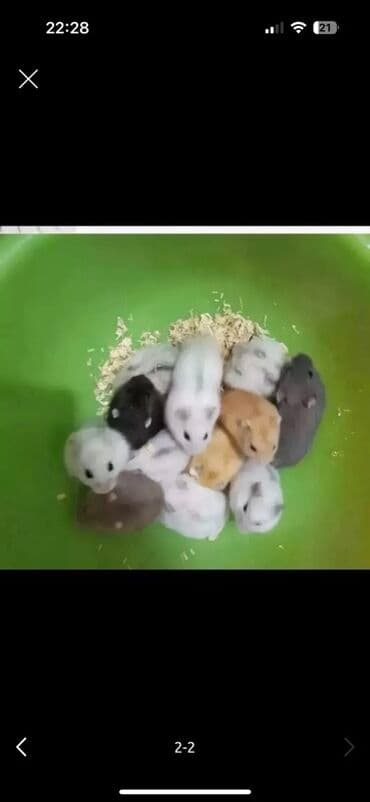 хомяк домашний купить: Предлагаются к продаже милые домашние хомячки разных окрасов. Эти — 2