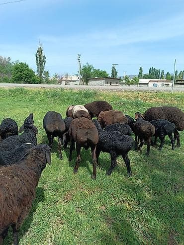 продажа щенков немецкой овчарки с документами в бишкеке: Продаю | Овца (самка), Ягненок, Баран (самец) | Гиссарская, Арашан | Для разведения | Осеменитель, Матка — 1