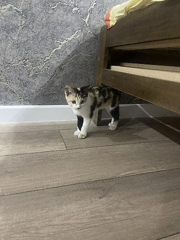 нашли кота: Кошка даром: Беспородная, 2 месяца, Девочка — 1