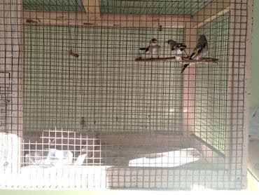 затеняющая сетка бишкек: Канаттуулардан коргоочу торлор — 1