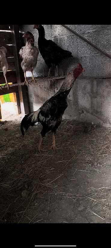 инкубатор курицы: Продаю | Куры, Петух, Цыплята | Бойцовая | Для разведения — 1