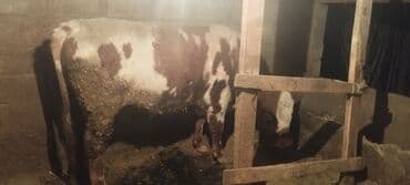 Аквариумы: Продаю | Бык (самец) | На откорм, На забой, Для разведения | Привязанные — 5