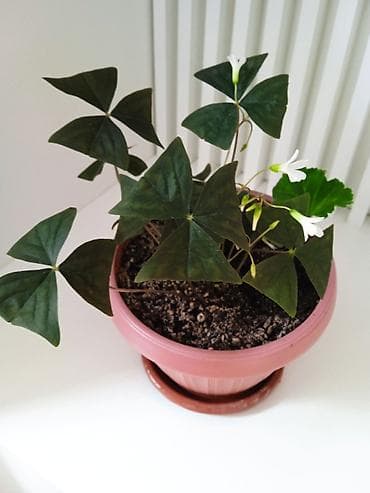 пеларгония: Комнатные растения в горшках: 1) Пеларгония (герань) с крупными — 3