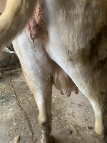 Животные: Продаю | Корова (самка) | Для разведения | Привязанные — 6