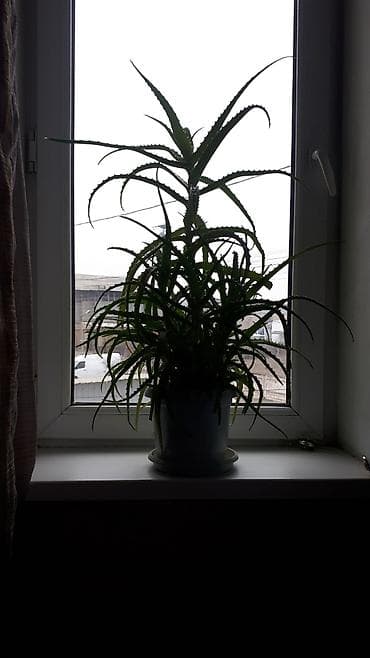 алоэ комнатный цветок: Алоэ (вероятно, древовидное/микс из побегов) в горшке. -5лет - — 3