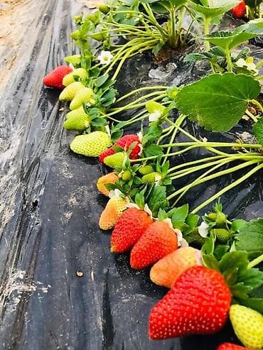 бий алма орусча: Саженцы рассада клубники с открытой корневой системой (фриго) оптом — 3