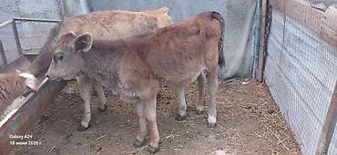 корови: Продаю | Музоо, торпок | На откорм — 1