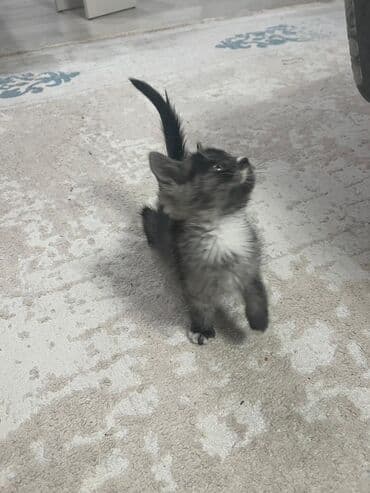 Котёнок, пушистый дымчато‑чёрный с белыми носочками и «галстуком»