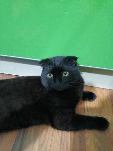 кандек собака: Шотландская кошка с короткой шерстью, окрас – чёрный (solid). Плотный — 1