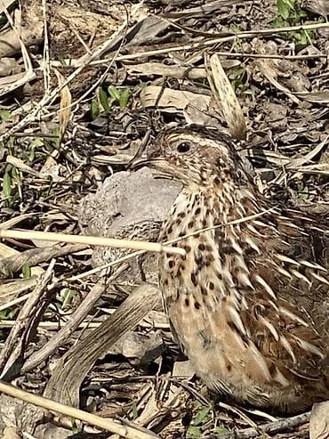 купить белку: Перепела (живые птицы) молодые несушки - Порода/тип — 3