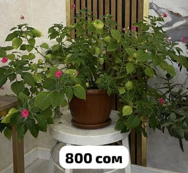 балгарка продаю: Домашние комнатные цветы 🌿 Разные виды — смотрите цены на фото Продаю — 1