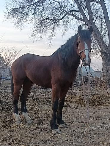 кона: Продаю | Жеребец | Рабочий — 1