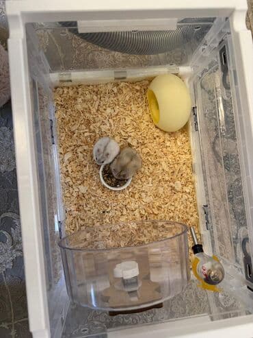 ёжик живой: Карликовые хомячки (джунгарики). На фото — миниатюрные декоративные — 8